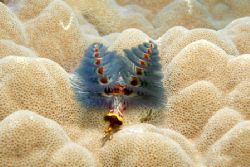 'Christmas in the Alps' Heron Island Australia by John Natoli 